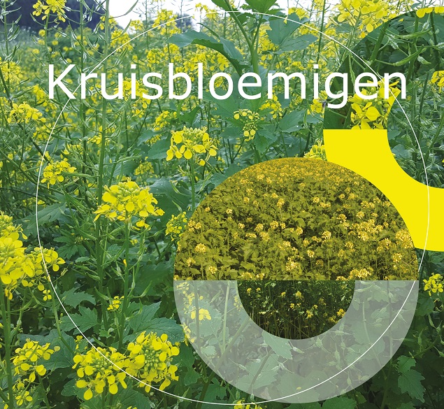 Kruisbloemigen Kruisbloemigen