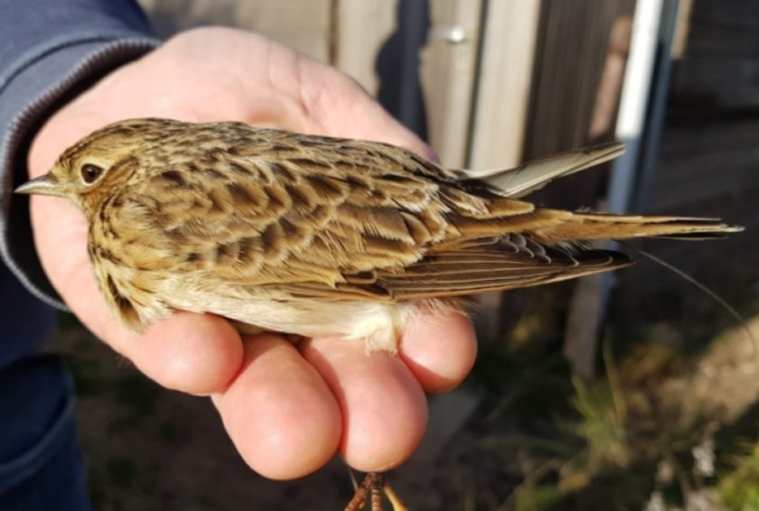 Skylark with coded VHF tag (Photo: Arnold Wijker) Skylark with coded VHF tag (Photo: Arnold Wijker)