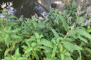 Afghaanse duizendknoop (Persicaria wallichii). Foto: Maarten Hienekamp