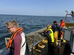 Visser Stefan Tijsen op zijn kotter WR147 zoekt samen met de onderzoekers de vangsten uit in windpark Hollandse Kust Zuid