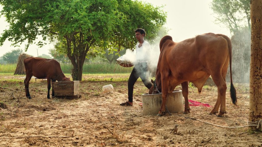 Een Indiaanse boer brandt bladeren van de neemboom om zijn koeien te beschermen tegen Lumpy Skin Disease.