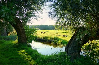 Dutch landscape