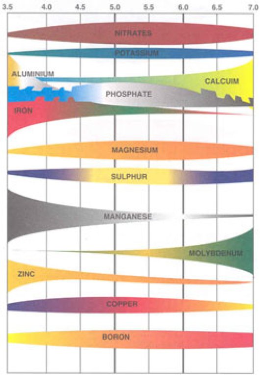 Figuur 1 Schematische weergave van effect van pH-KCl op de beschikbaarheid van nutrienten Figuur 1 Schematische weergave van effect van pH-KCl op de beschikbaarheid van nutrienten