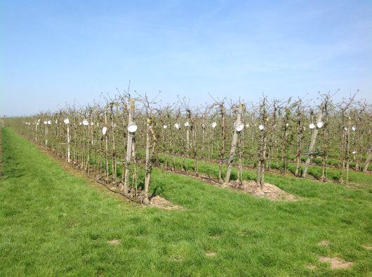 appelzaagwespvallen in de periode voorafgaand aan de bloei.jpg appelzaagwespvallen in de periode voorafgaand aan de bloei.jpg