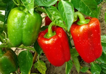 Bladluis op paprika