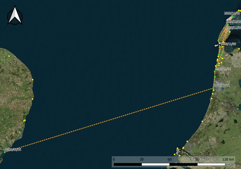 The flightpath of a starling which was tagged on 8 November 2020 at Vlieland and appeared later that day near Den Helder. After some back and forth movements the bird flew back to the northern tip of Texel, where it stayed for a few weeks. On 5 December, 2020, the bird travelled along the coast to Petten. The next day, it flew onto the North Sea near Castricum and was detected 3.5 hours later at Languard (UK). The flightpath of a starling which was tagged on 8 November 2020 at Vlieland and appeared later that day near Den Helder. After some back and forth movements the bird flew back to the northern tip of Texel, where it stayed for a few weeks. On 5 December, 2020, the bird travelled along the coast to Petten. The next day, it flew onto the North Sea near Castricum and was detected 3.5 hours later at Languard (UK).