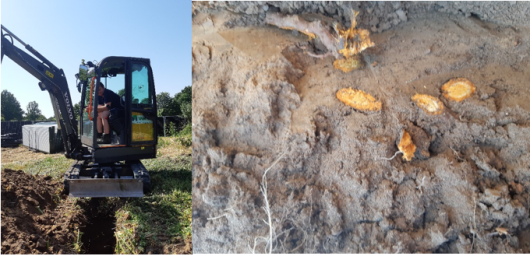 Graven van de proefsleuf (links), de karakteristieke oranje gekleurde duizendknoop wortelstokken zijn herkenbaar in het profiel (rechts) (Foto’s Wageningen UR) Graven van de proefsleuf (links), de karakteristieke oranje gekleurde duizendknoop wortelstokken zijn herkenbaar in het profiel (rechts) (Foto’s Wageningen UR)
