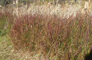 Amerikaans bezemgras (Andropogon virginicus) (Foto Wikimedia Commons, Harry Rose)