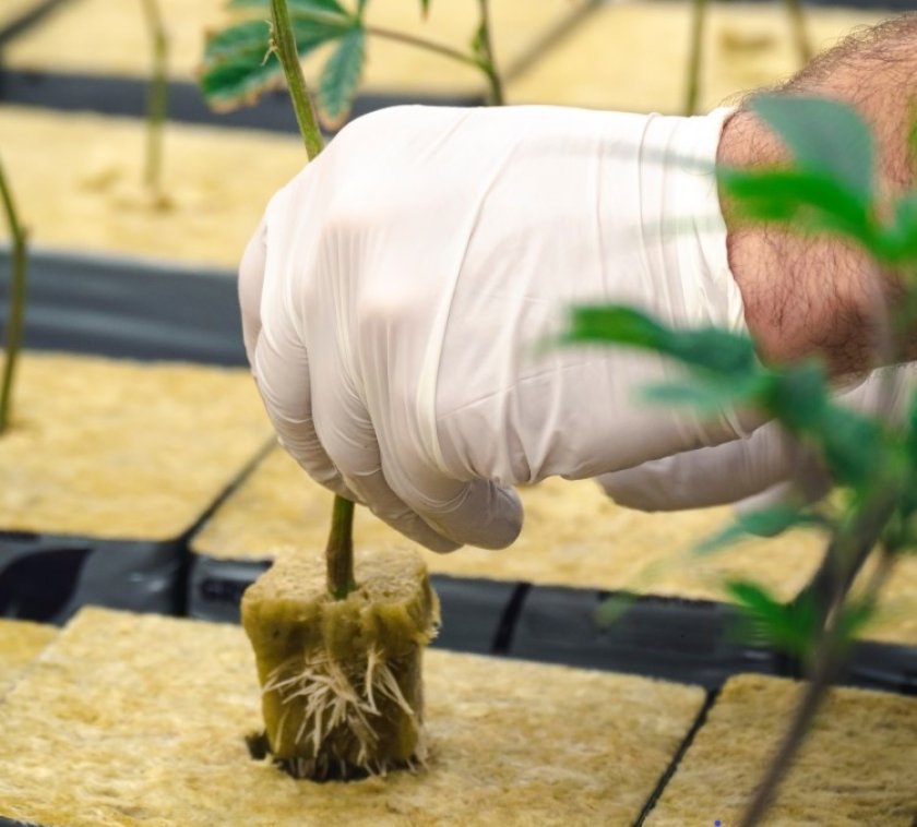 Steenwol is zeer geschikt als substraat om planten op te groeien omdat het inert, ziektevrij, vormvast en uniform is. Ook kan water zich snel door het materiaal heen verplaatsen en het water wordt deels vastgehouden. Deze eigenschappen dragen bij aan een goede water- en meststoffenvoorziening voor de plant. Bron: OpenRangeStock/Shutterstock.com Steenwol is zeer geschikt als substraat om planten op te groeien omdat het inert, ziektevrij, vormvast en uniform is. Ook kan water zich snel door het materiaal heen verplaatsen en het water wordt deels vastgehouden. Deze eigenschappen dragen bij aan een goede water- en meststoffenvoorziening voor de plant. Bron: OpenRangeStock/Shutterstock.com