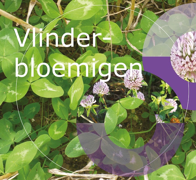 Vlinderbloemigen Vlinderbloemigen
