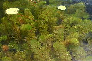 Een haard van ongelijkbladig vederkruid (Myriophyllum heterophyllum) (Foto: Leslie J. Mehrhoff, Wikimedia Commons, 1980)