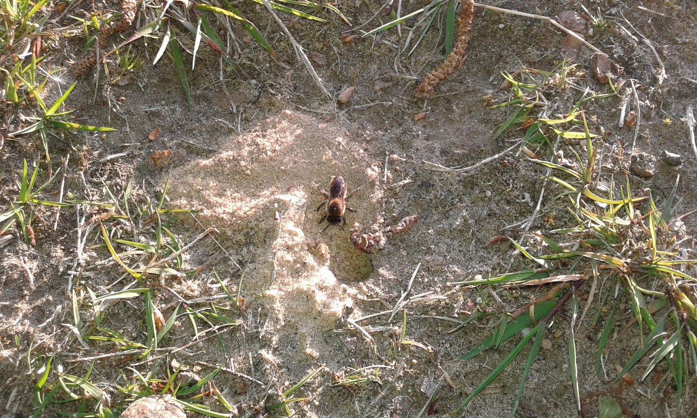 Een zandbij bij de ingang van haar nest. Een zandbij bij de ingang van haar nest.